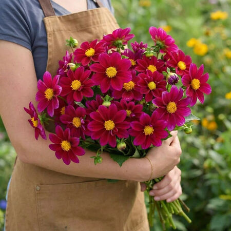 Violet Shades Figaro, Dahlia Seeds - Packet image number null